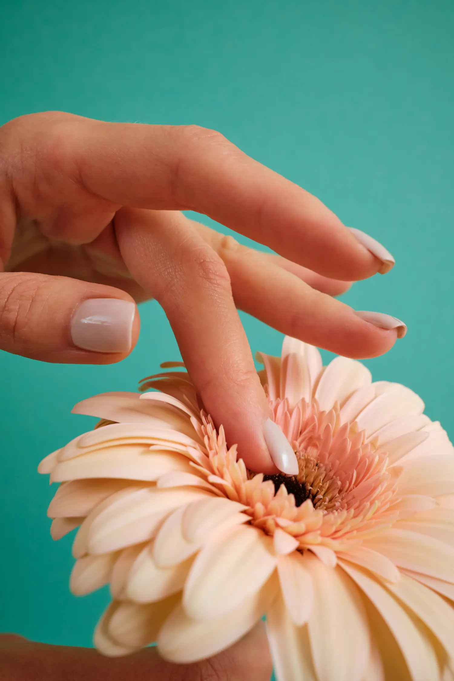 Eine Hand berührt eine helle Gerbera vor türkisem Hintergrund