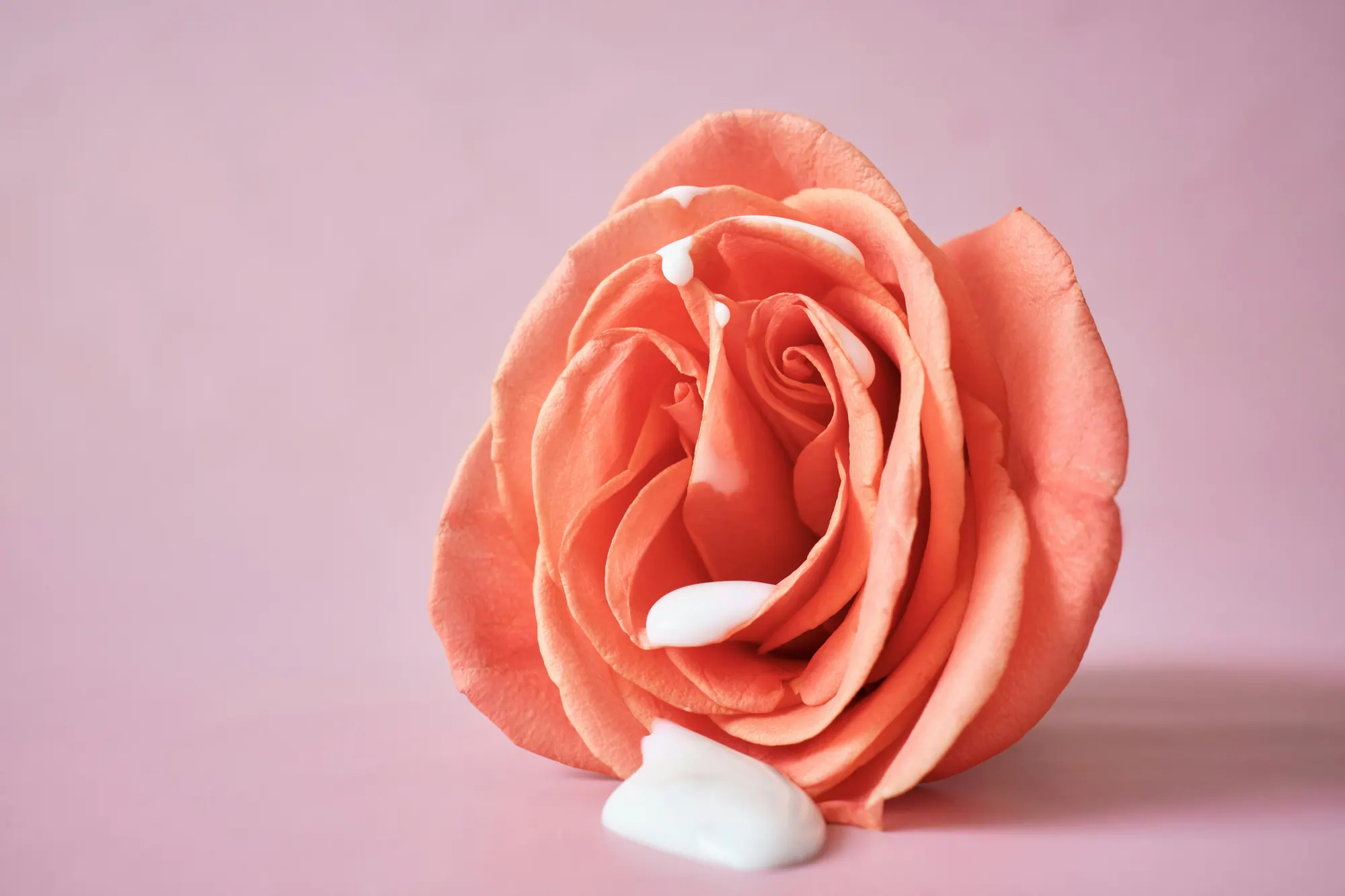 Rose mit weißer Creme auf rosa Hintergrund